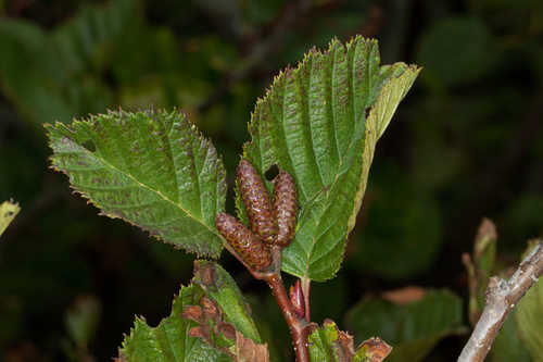 Alnus viridis #1